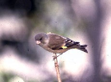 市の鳥「カワラヒワ」の写真