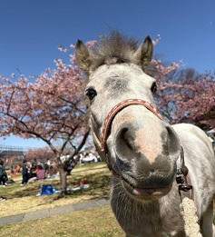 写真：ココア