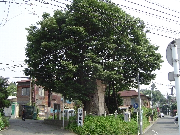 「け」大ケヤキ