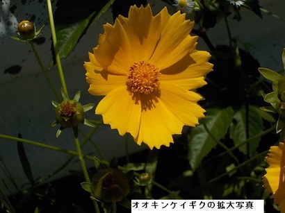 オオキンケイギクの写真
