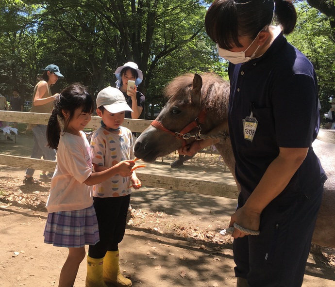 ポニーに人参をあげている写真