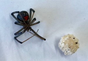 発見されたハイイロゴケグモの疑いのあるクモの画像