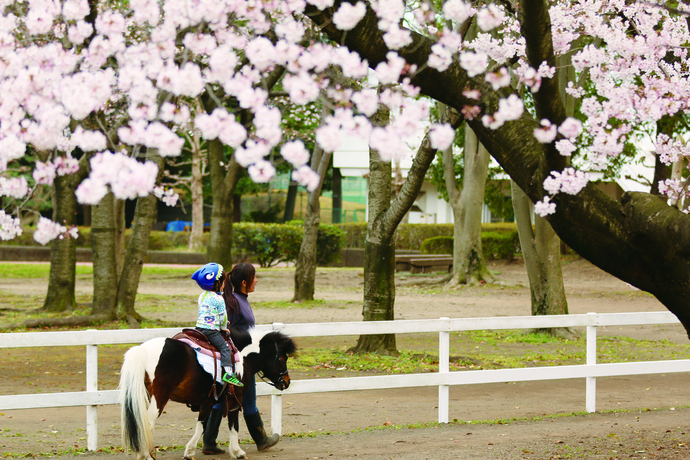 疎林広場で実施しているポニーの引馬の写真