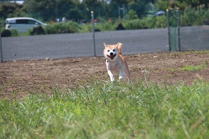 ドッグランを走る柴犬の写真