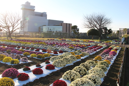 本郷のざる菊の画像