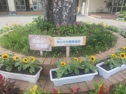 花の写真（2）