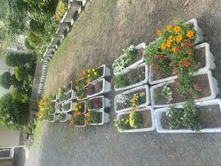 花の写真（3）