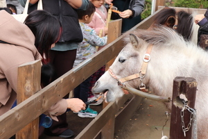 ポニーふれあいランド3