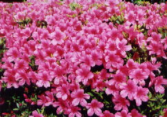 「さつき」写真