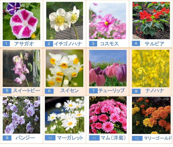 12の候補写真