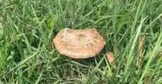 園内キノコ