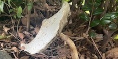 キノコ